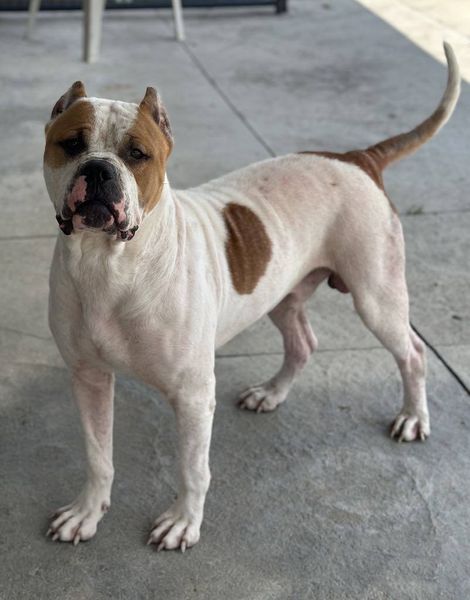 Seger, a Adoptable Cane Corso in Wapakoneta, OH image 5/6