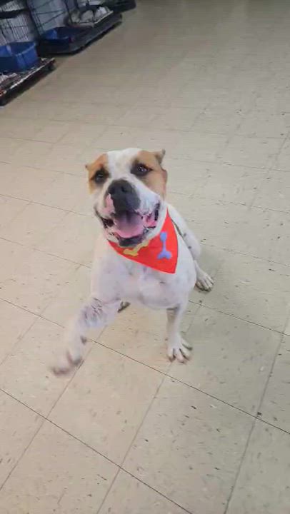 Enlarge Seger, a Adoptable Cane Corso in Wapakoneta, OH video 6/6