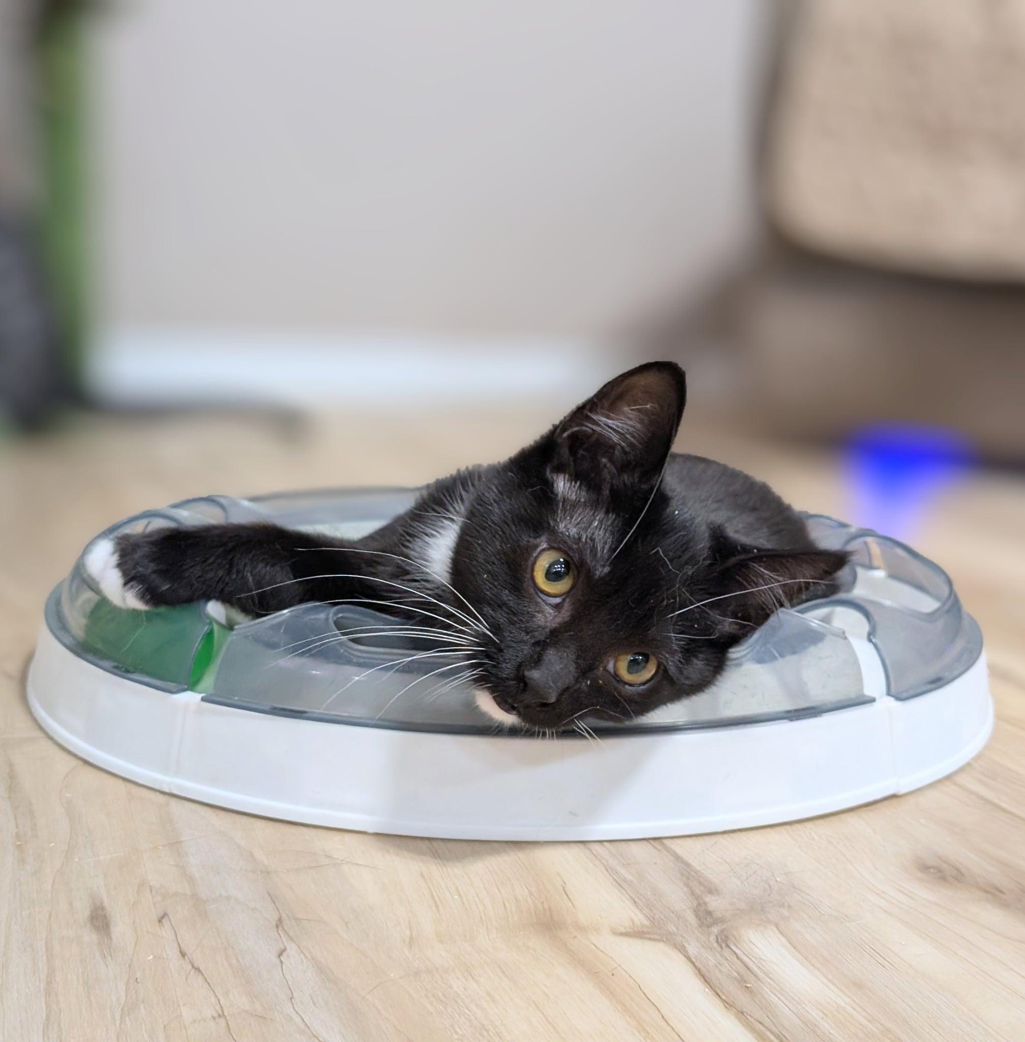 Enlarge Peridot, an adopted Tuxedo in Pasco, WA image 1/5