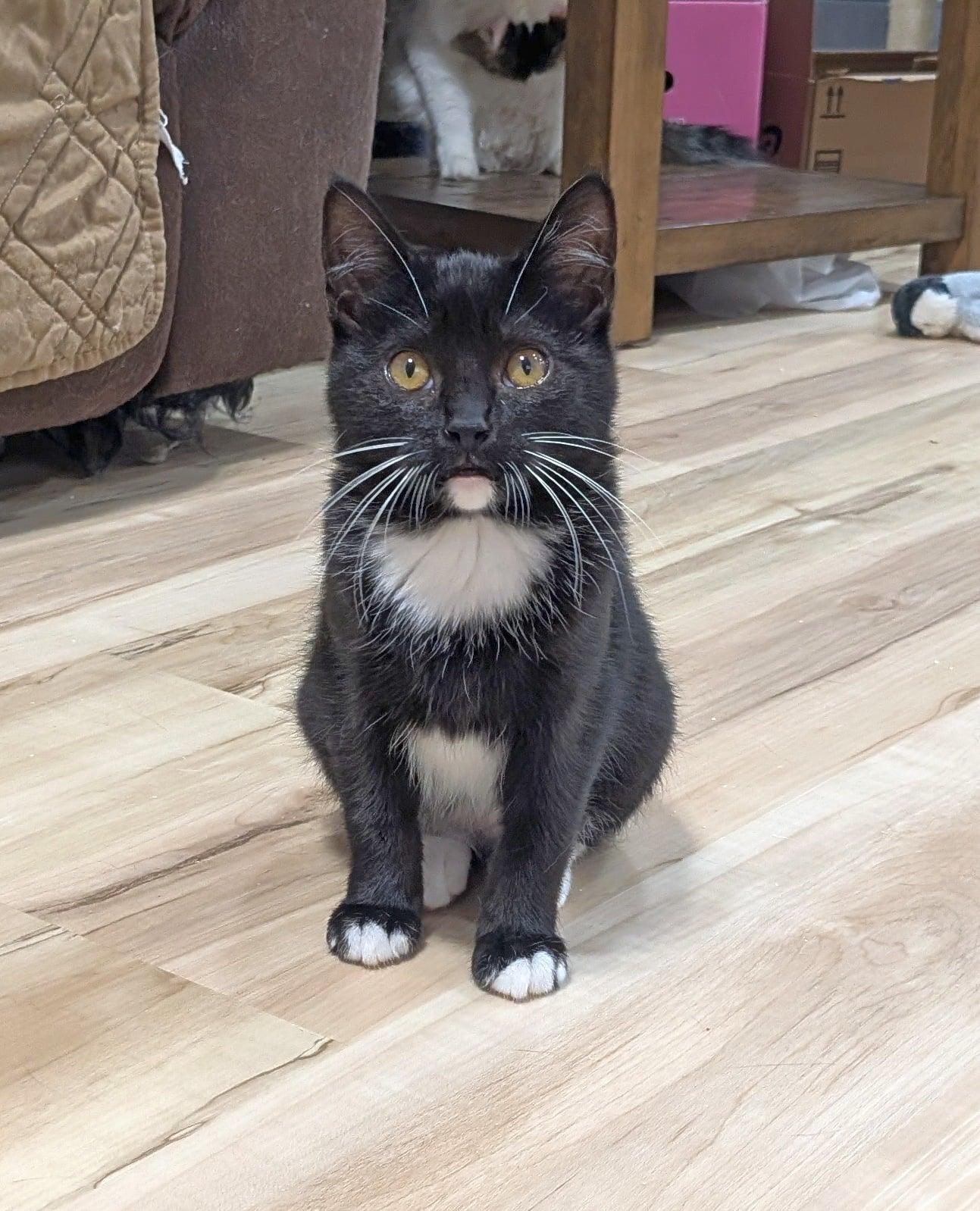 Enlarge Peridot, an adopted Tuxedo in Pasco, WA image 2/5