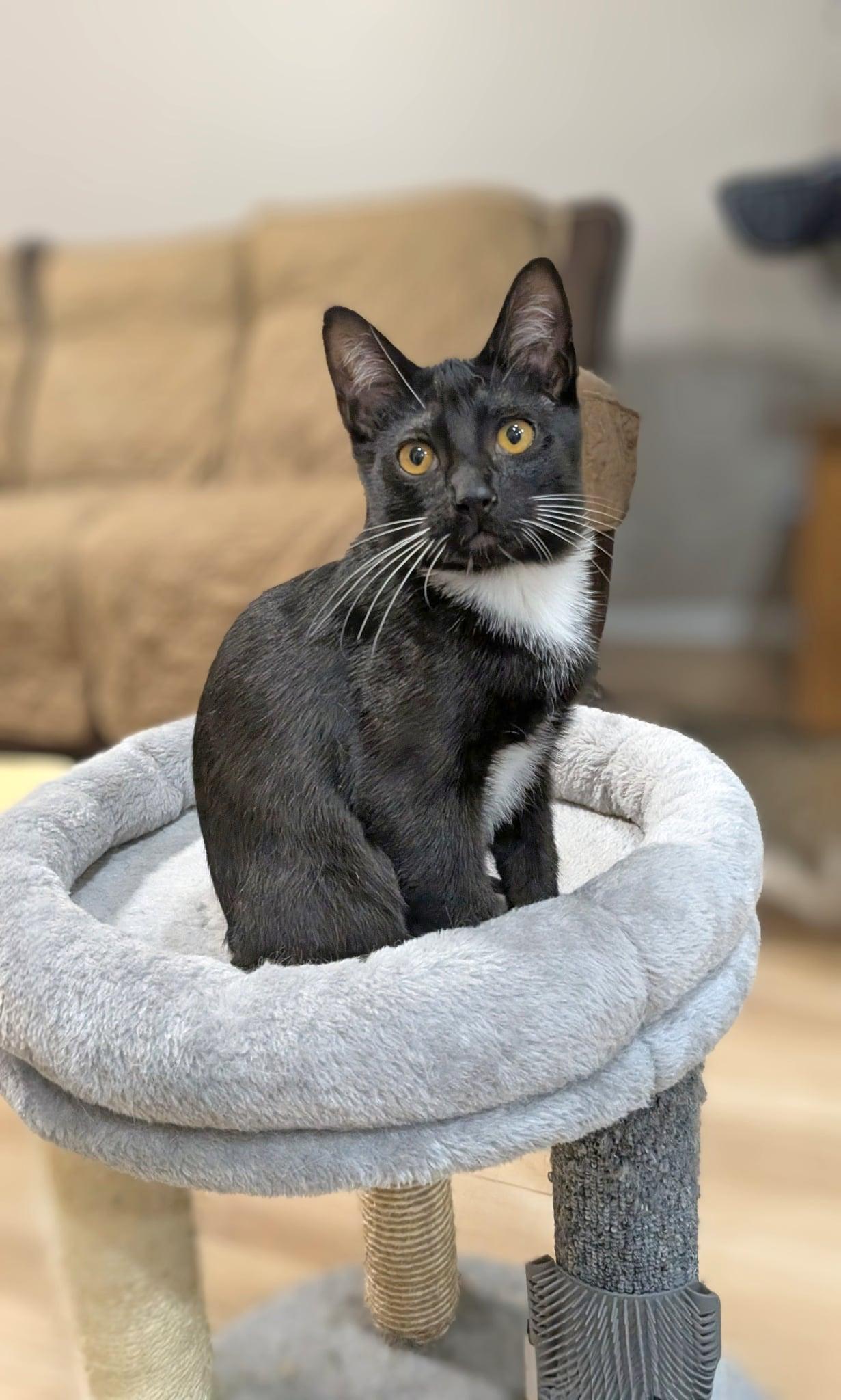 Enlarge Peridot, an adopted Tuxedo in Pasco, WA image 3/5