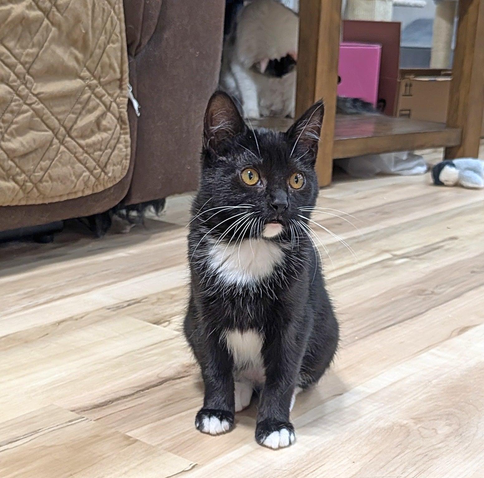 Enlarge Peridot, an adopted Tuxedo in Pasco, WA image 5/5