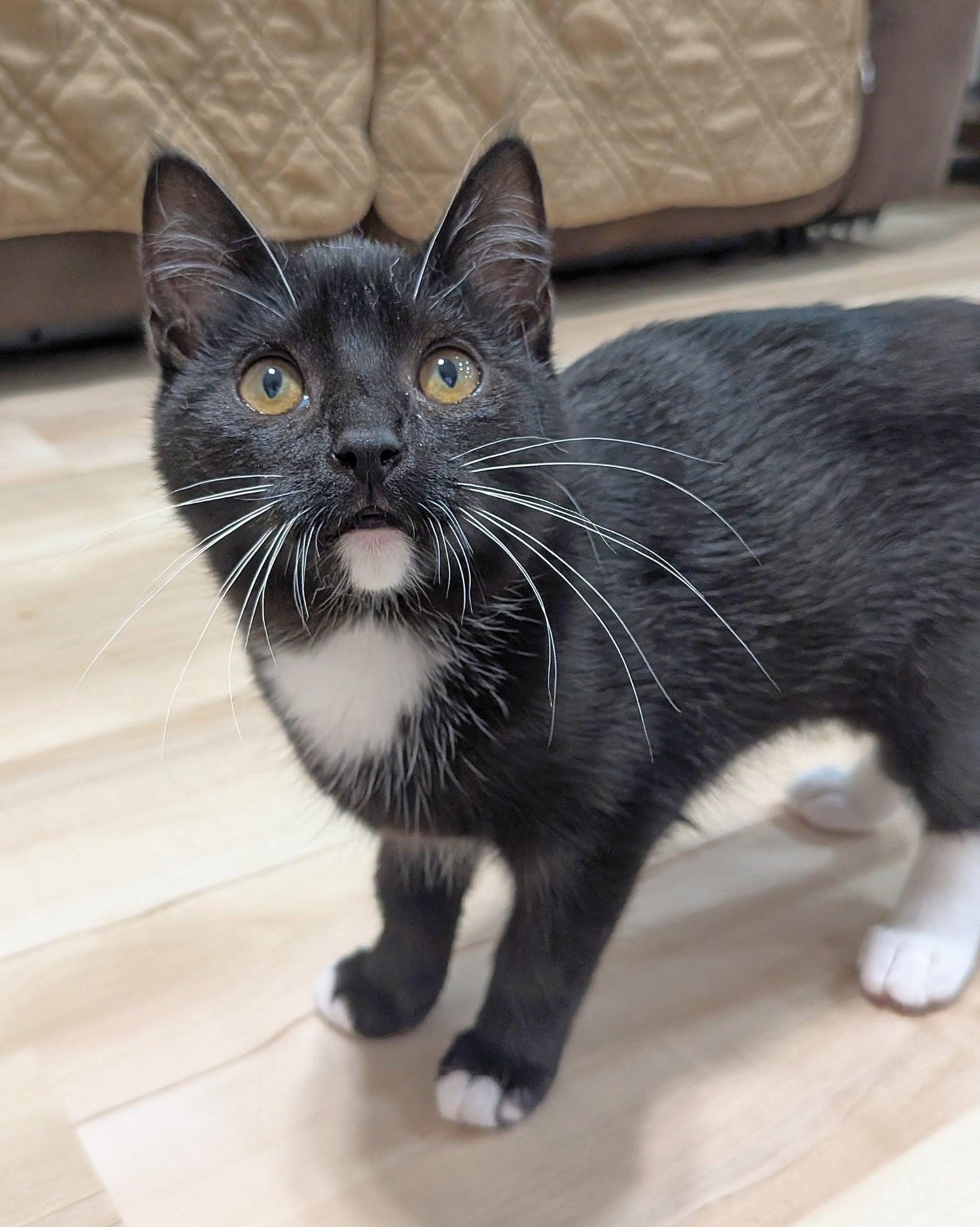 Enlarge Peridot, an adopted Tuxedo in Pasco, WA image 4/5