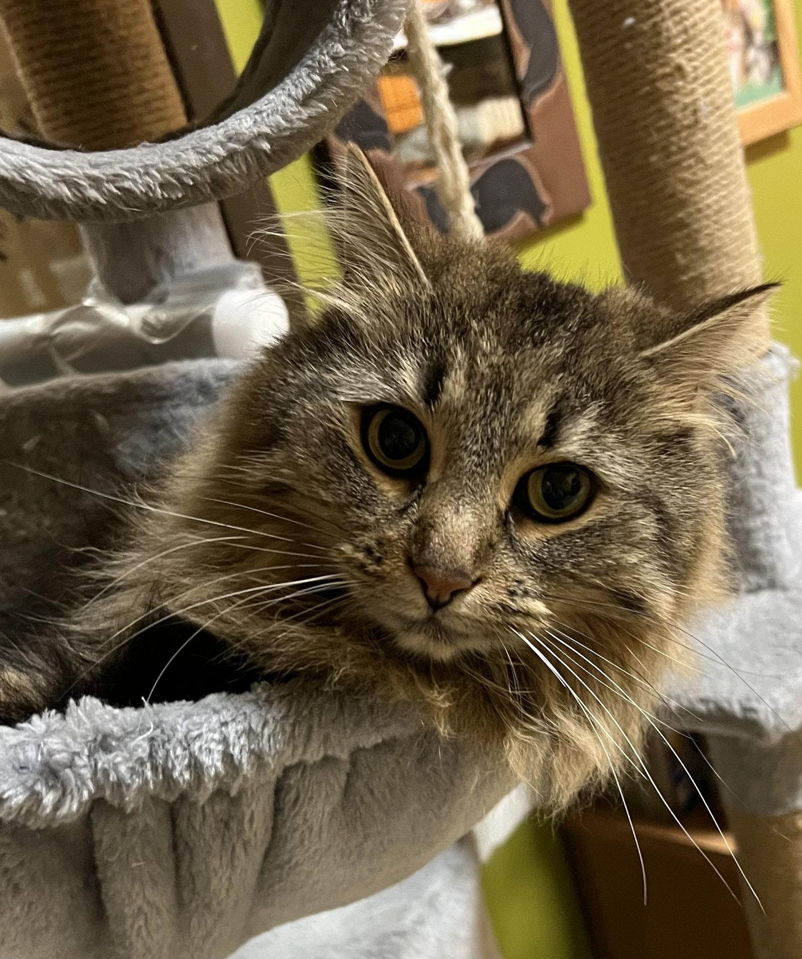 Juno, Adoptable, Young Female Domestic Long Hair.
