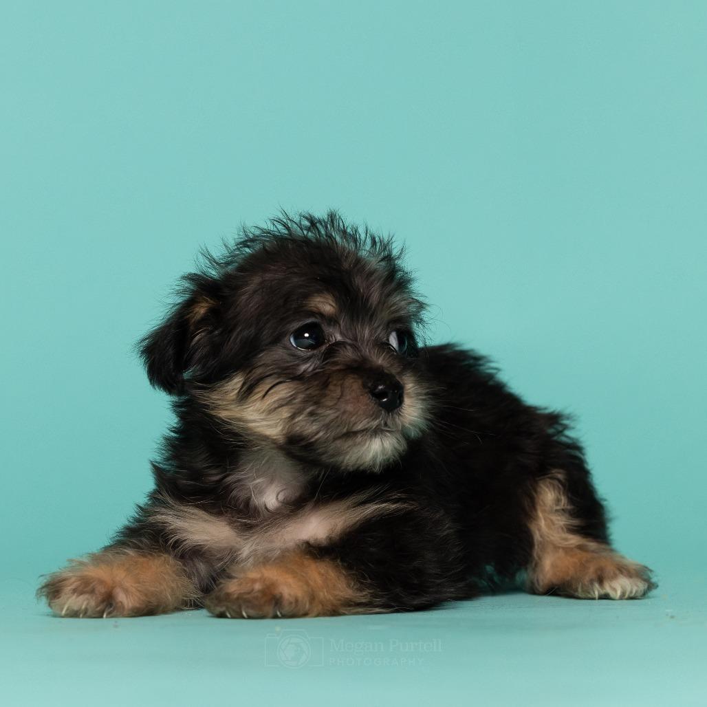 Valentine's Hugs thumbnail 2