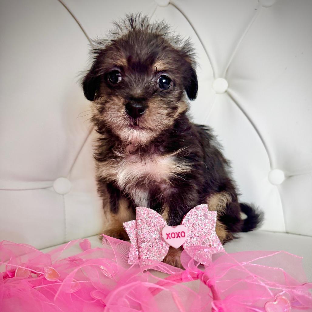 Valentine's Hugs thumbnail 5