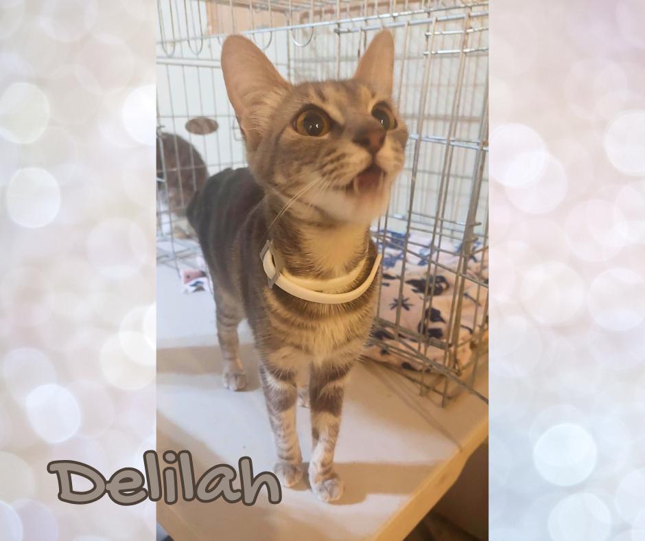 Delilah, adopted, Adult Female Tabby.