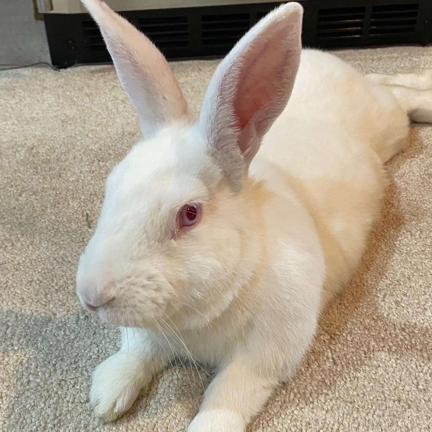 Comet, a Adoptable mixed breed in Edina, MN image 1/4