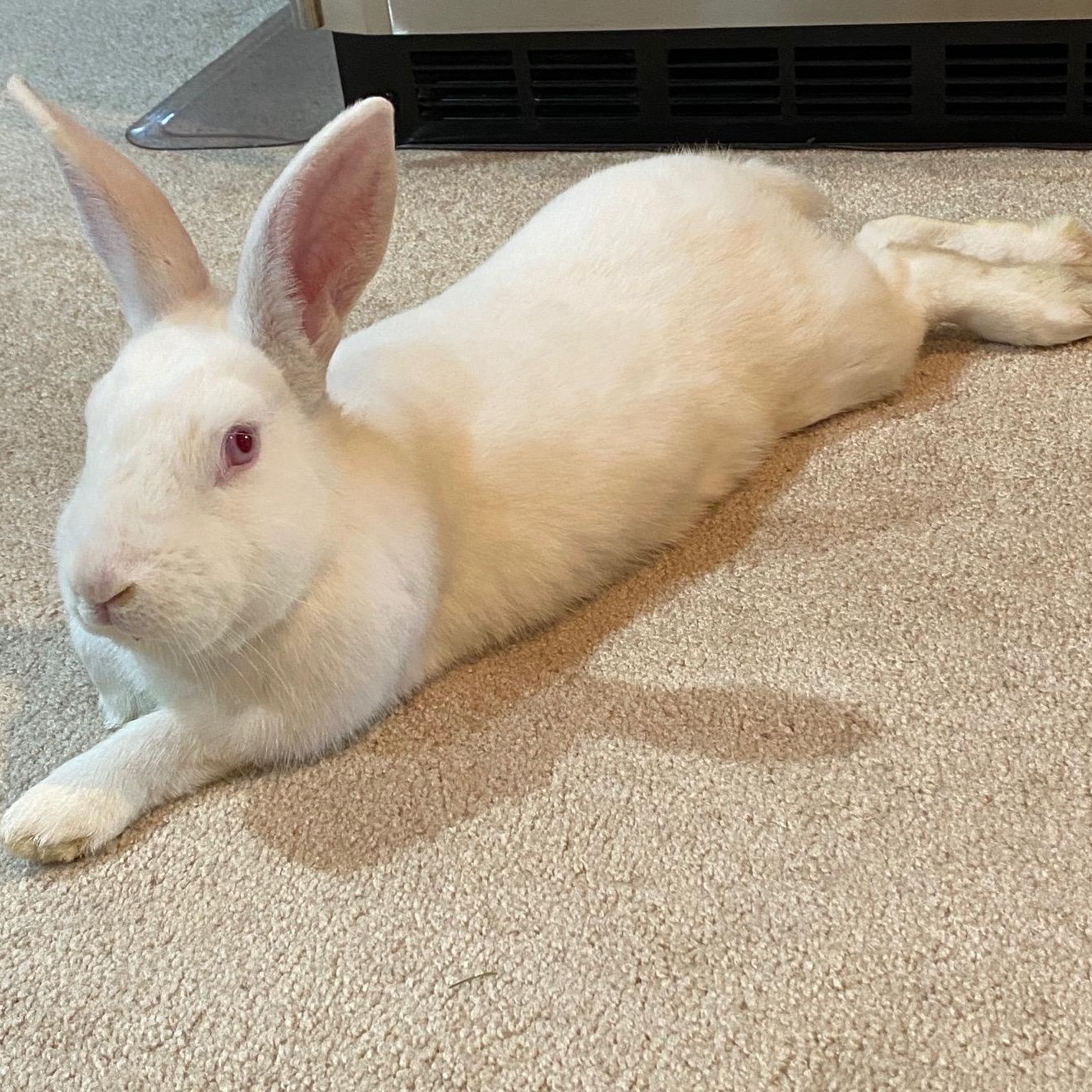 Comet, a Adoptable mixed breed in Edina, MN image 3/4