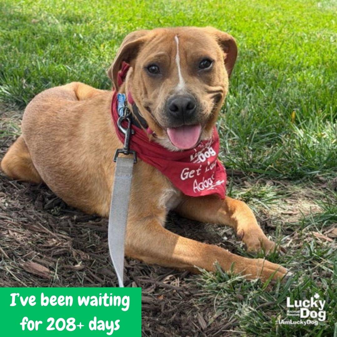 Spartacus, Adoptable, Young Male Shepherd & Beagle.