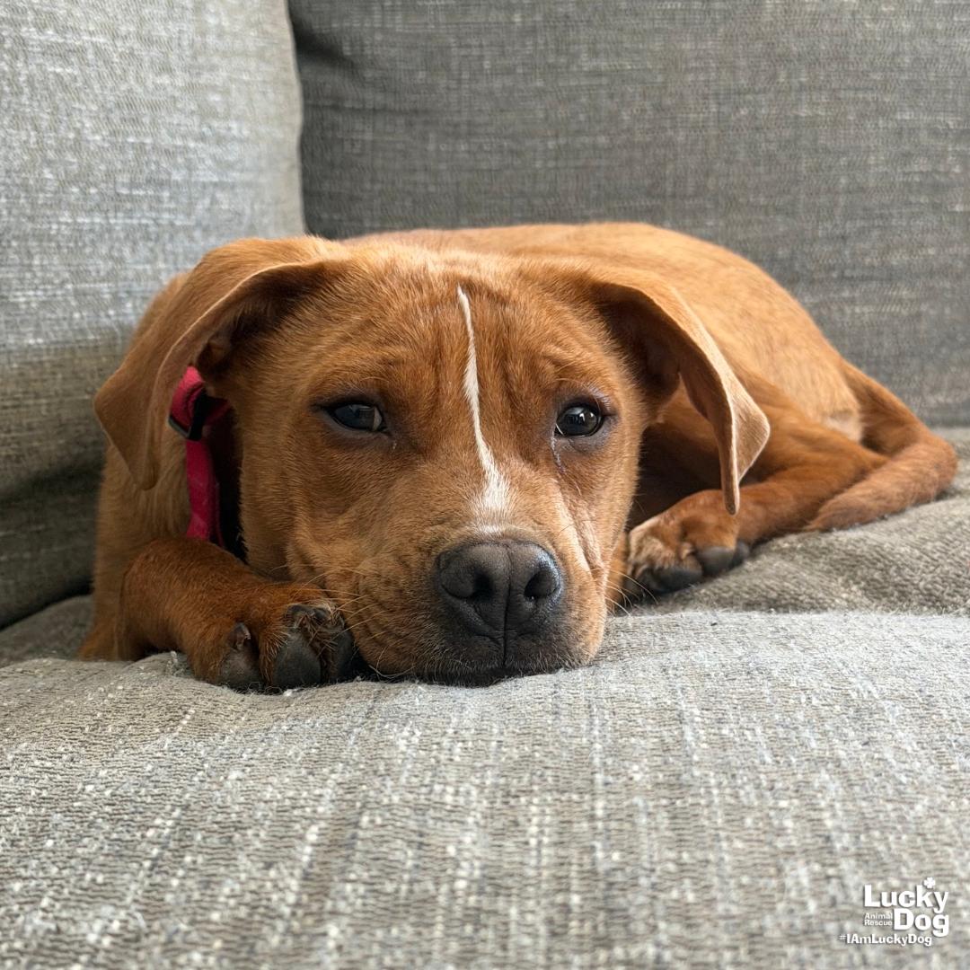 Spartacus, Adoptable, Young Male Shepherd & Beagle.