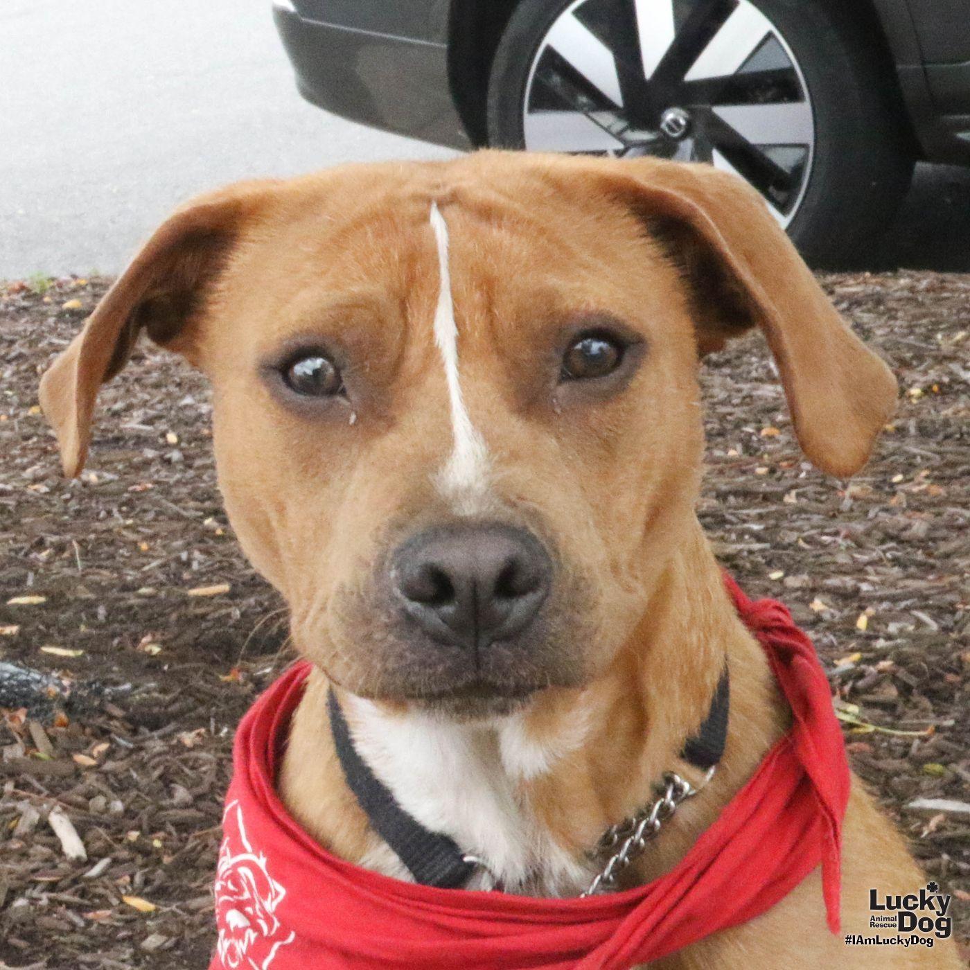 Spartacus, Adoptable, Young Male Shepherd & Beagle.