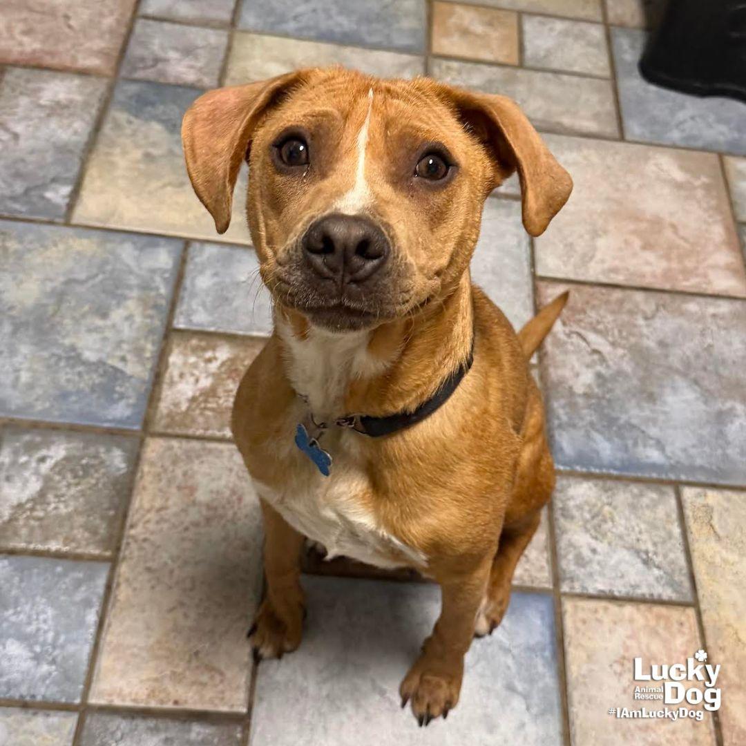 Spartacus, a Adoptable mixed breed in Washington, DC image 1/3