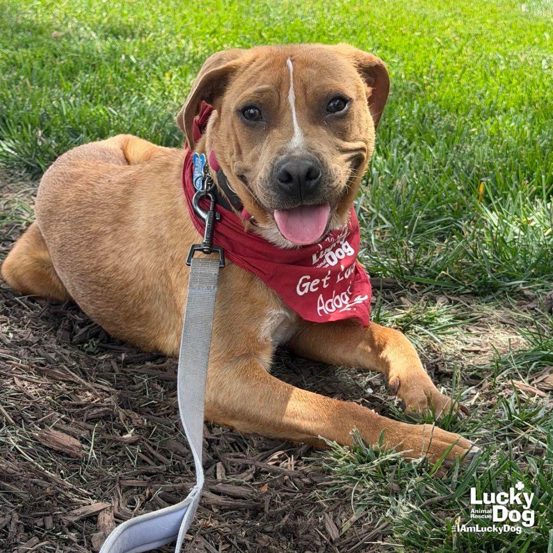 Spartacus, a Adoptable mixed breed in Washington, DC image 2/3