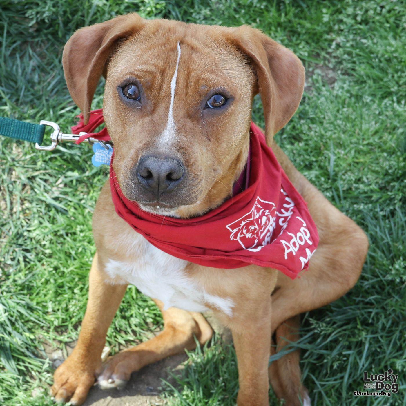 Enlarge Spartacus, a Adoptable mixed breed in Washington, DC image 3/3