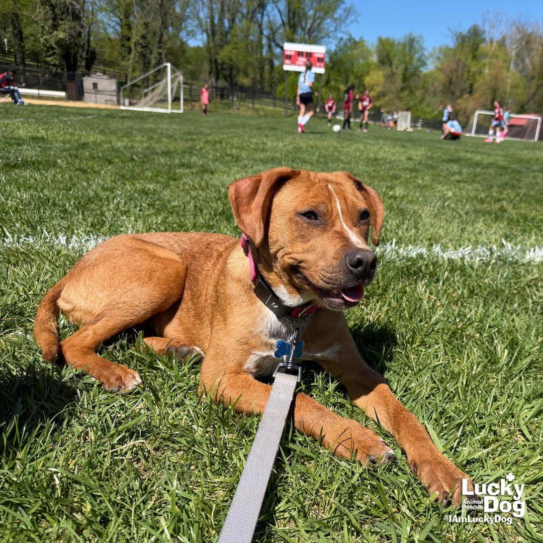 Spartacus, a Adoptable mixed breed in Washington, DC image 3/3