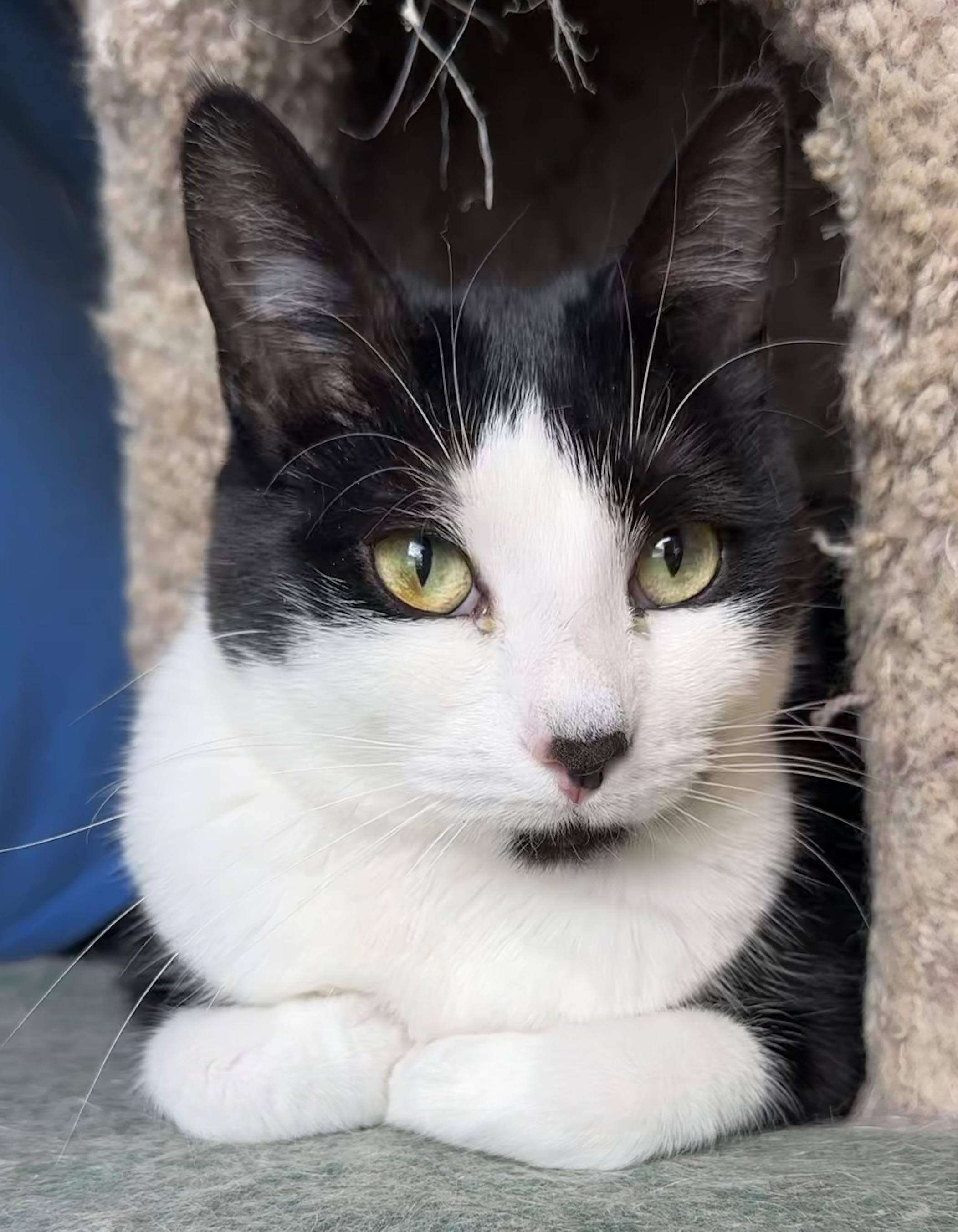 Enlarge Eloise, a ADOPTABLE mixed breed in Lawrenceville, GA image 1/1