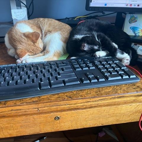 Swings, Adoptable, Kitten Male Domestic Short Hair.