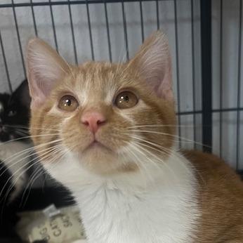 Enlarge Swings, a Adoptable Domestic Short Hair in Chaska, MN image 2/5