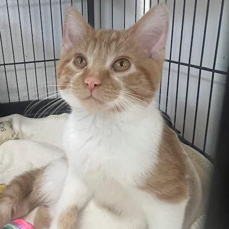 Enlarge Swings, a Adoptable Domestic Short Hair in Chaska, MN image 3/5