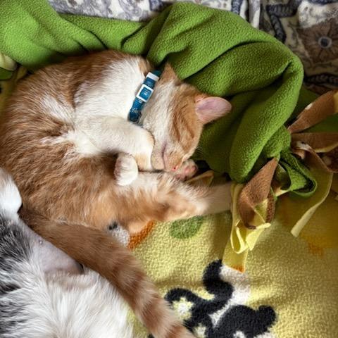 Enlarge Swings, a Adoptable Domestic Short Hair in Chaska, MN image 4/5