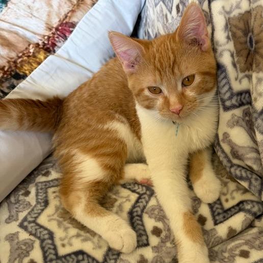 Enlarge Swings, a Adoptable Domestic Short Hair in Chaska, MN image 5/5