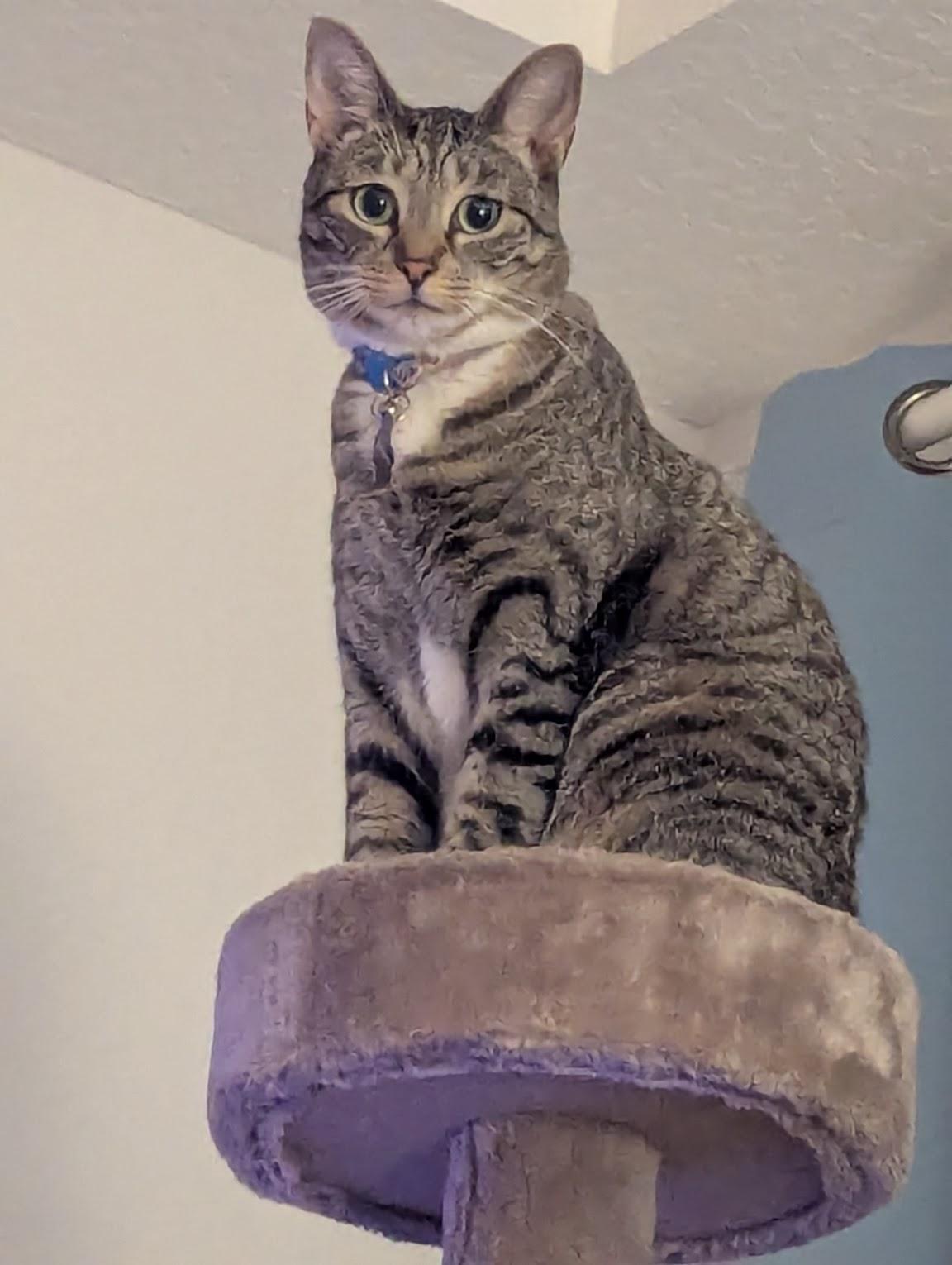 Enlarge Nini & Whiskey 7.20.23, a Adoptable Domestic Short Hair in Apopka, FL image 2/3