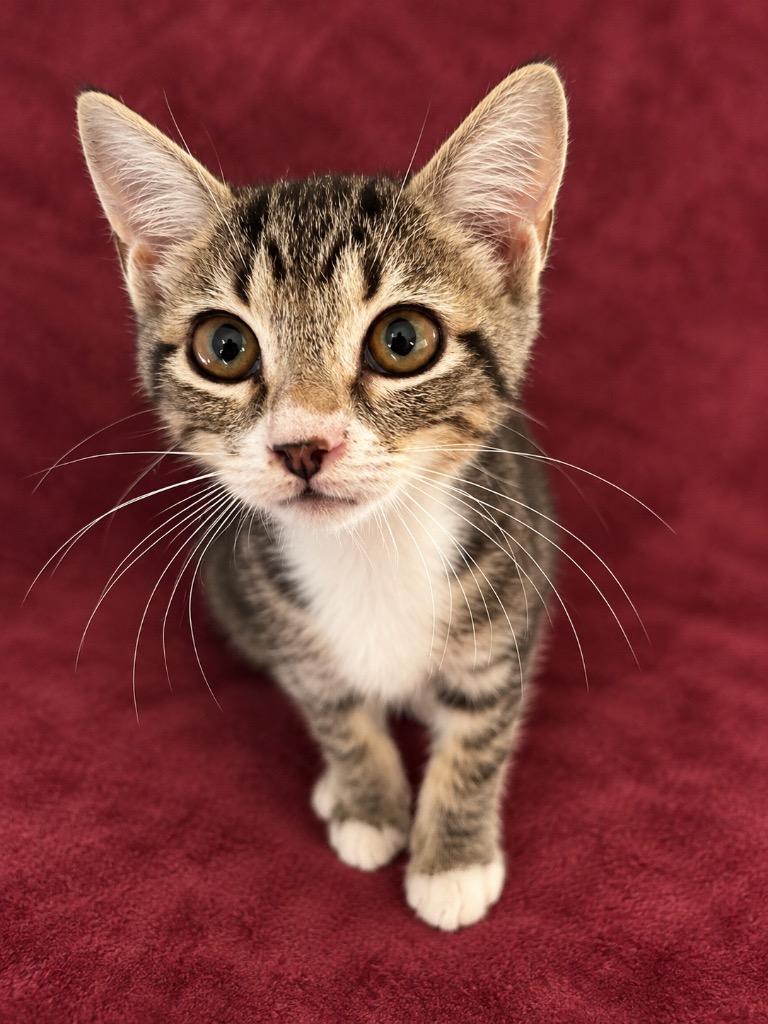 Enlarge Rukus, a Adoptable mixed breed in Hardeeville, SC image 1/1