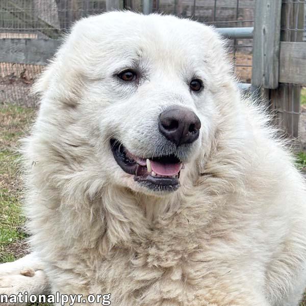 Enlarge Snowflake in GA - Loves Snuggles & Popcorn!, an adopted Great Pyrenees in Valdosta, GA image 1/4
