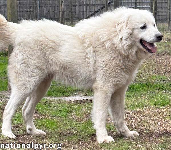 Enlarge Snowflake in GA - Loves Snuggles & Popcorn!, an adopted Great Pyrenees in Valdosta, GA image 3/4
