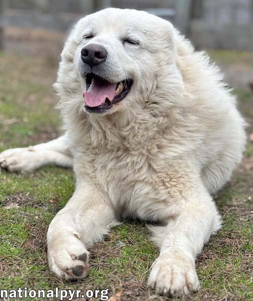 Enlarge Snowflake in GA - Loves Snuggles & Popcorn!, an adopted Great Pyrenees in Valdosta, GA image 2/4
