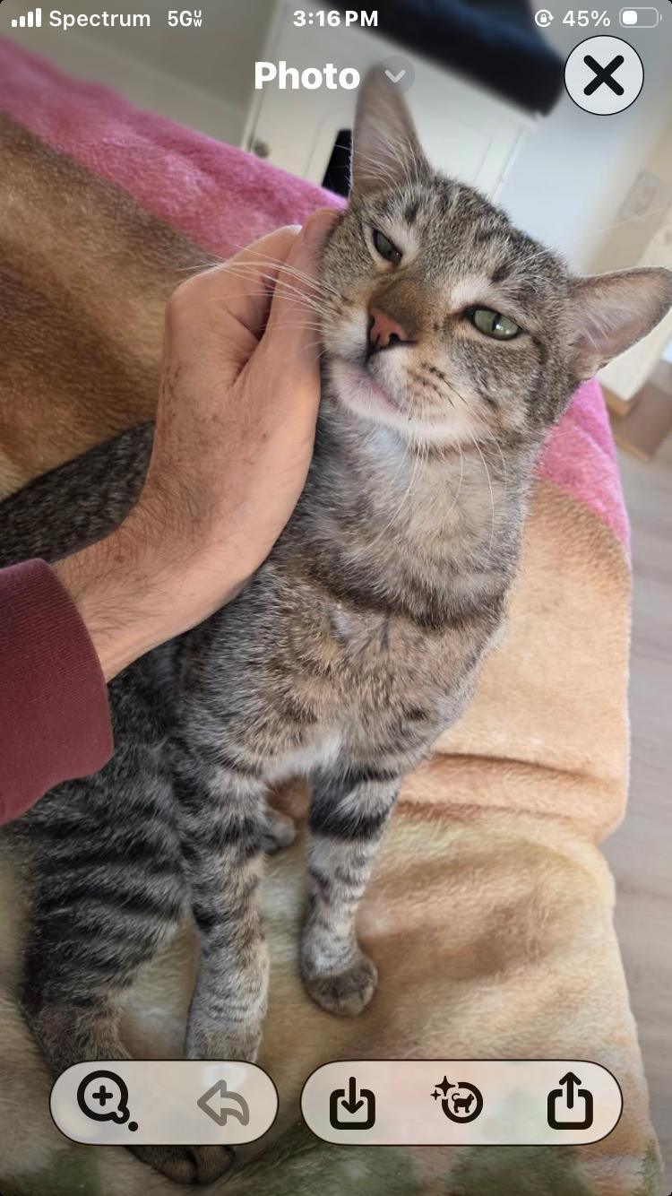 Mr. Cat  Contact - Sylva, adopted, Young Male Tabby.