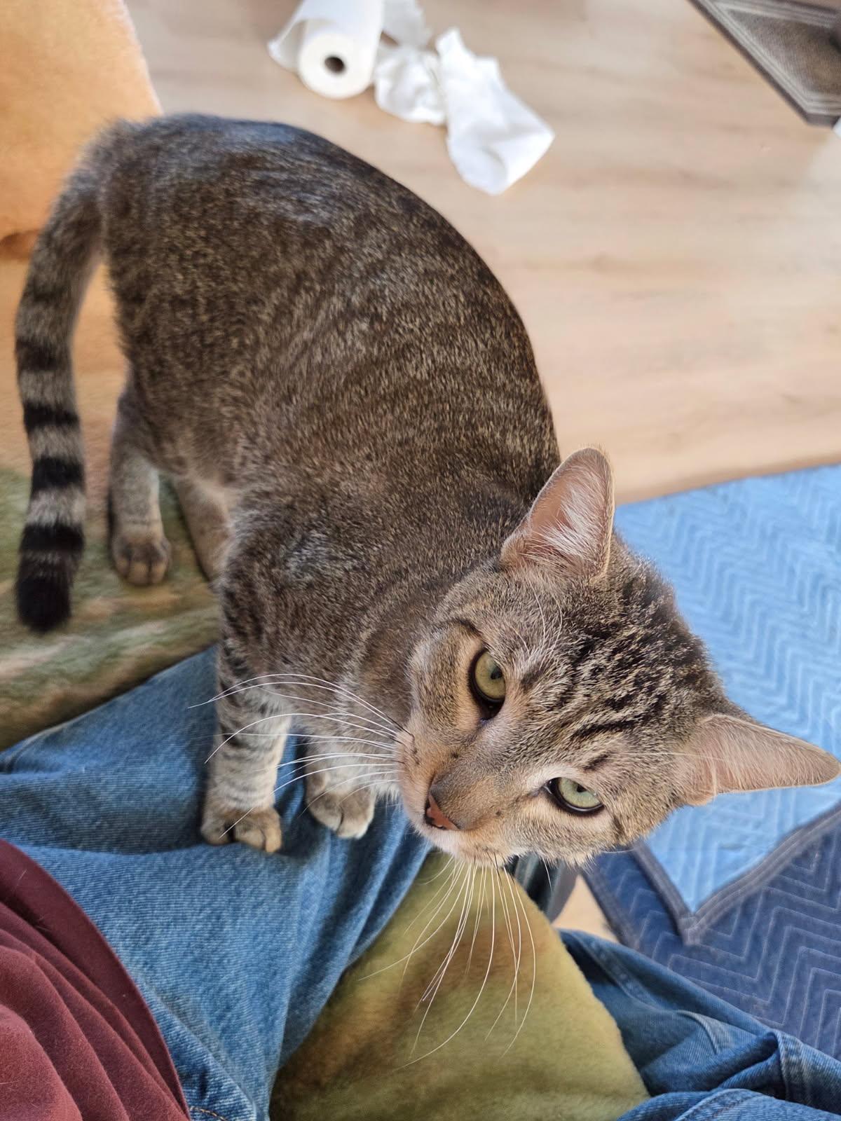 Enlarge Mr. Cat  Contact - Sylva, an adopted Tabby in Sherman Oaks, CA image 2/3