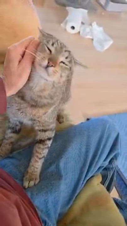 Enlarge Mr. Cat  Contact - Sylva, an adopted Tabby in Sherman Oaks, CA video 3/3