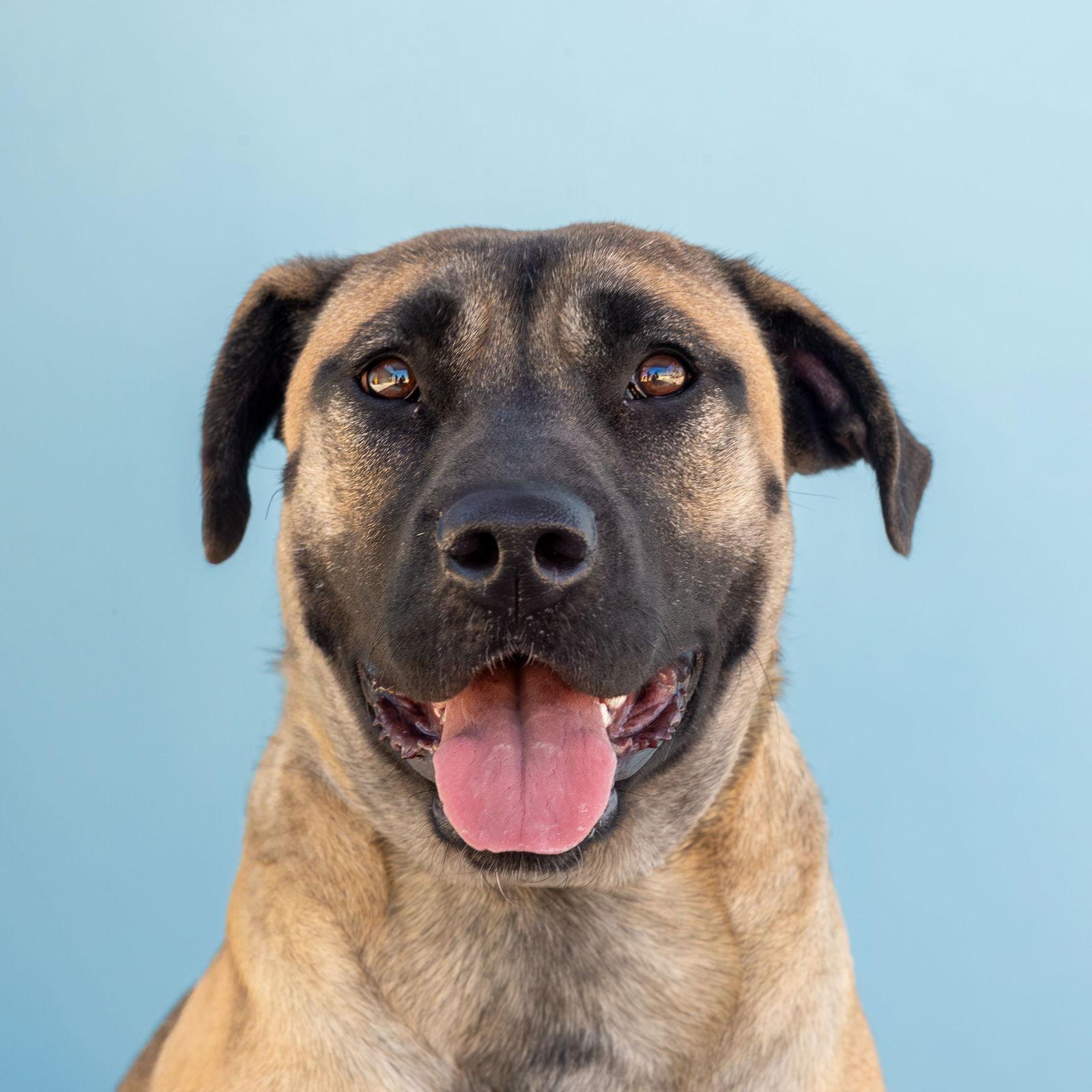 Enlarge WILLOW, a Adoptable mixed breed in Pasadena, CA image 1/2