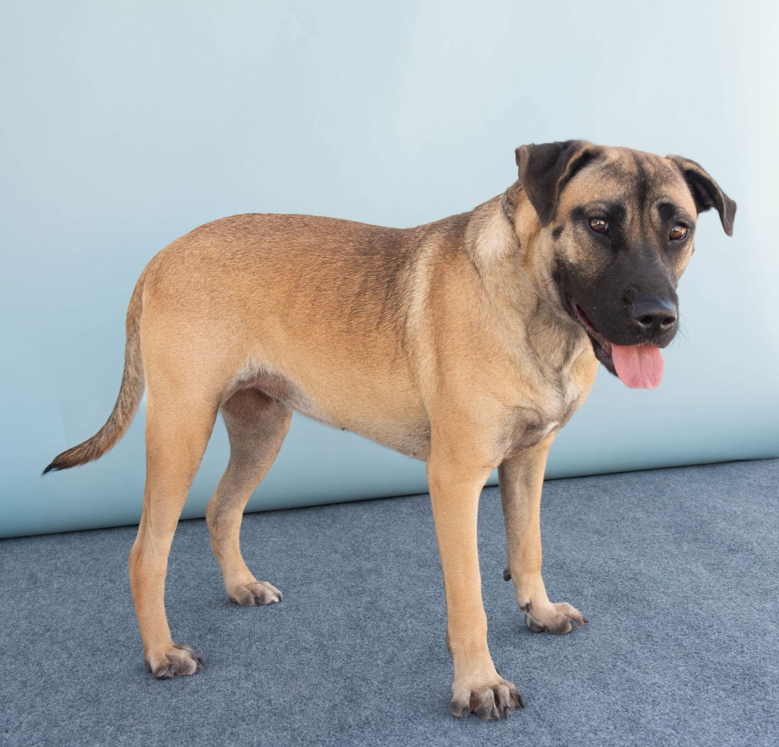 Enlarge WILLOW, a Adoptable mixed breed in Pasadena, CA image 2/2