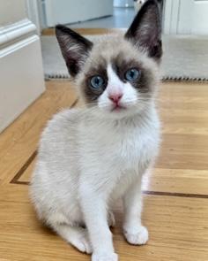 Enlarge Rocky Raccoon (bonded with Magill), a Adoptable Domestic Short Hair in San Francisco, CA image 2/6