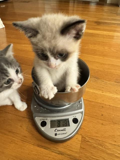 Enlarge Rocky Raccoon (bonded with Magill), a Adoptable Domestic Short Hair in San Francisco, CA image 5/6