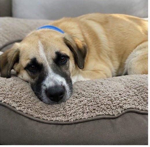Gustaf, a ADOPTABLE mixed breed in Austin, TX image 2/4