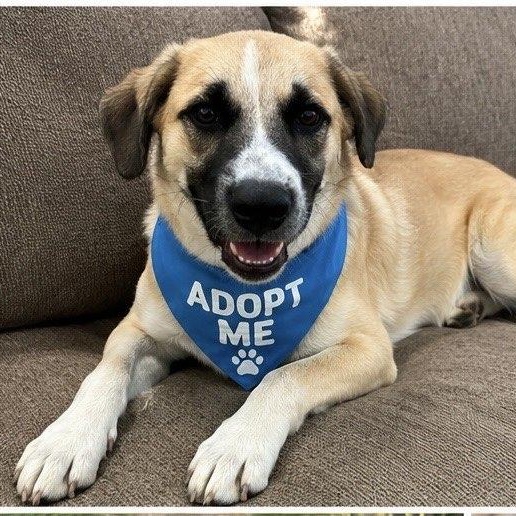 Gustaf, a ADOPTABLE mixed breed in Austin, TX image 4/4