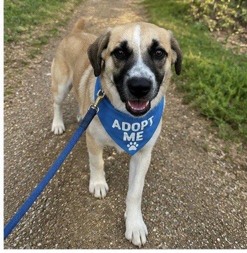 Gustaf, a ADOPTABLE mixed breed in Austin, TX image 1/4
