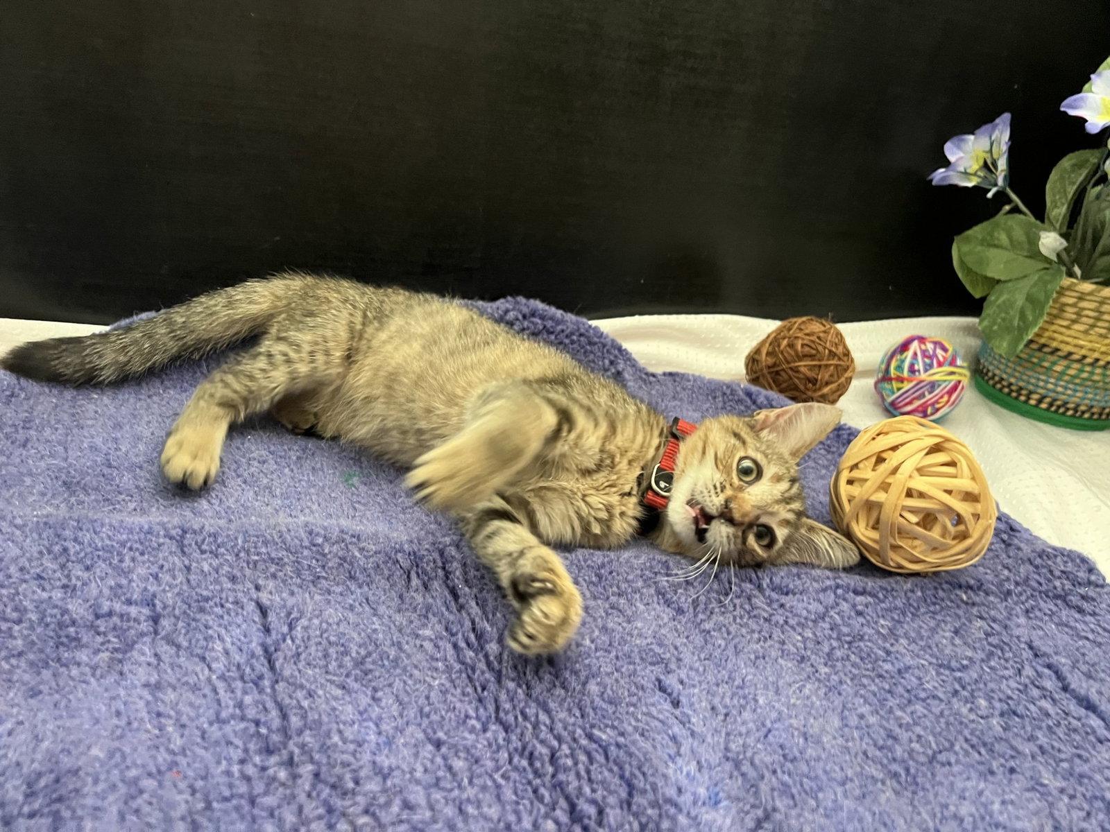Sweet Pea, Adoptable, Kitten Female Tabby & Domestic Short Hair.