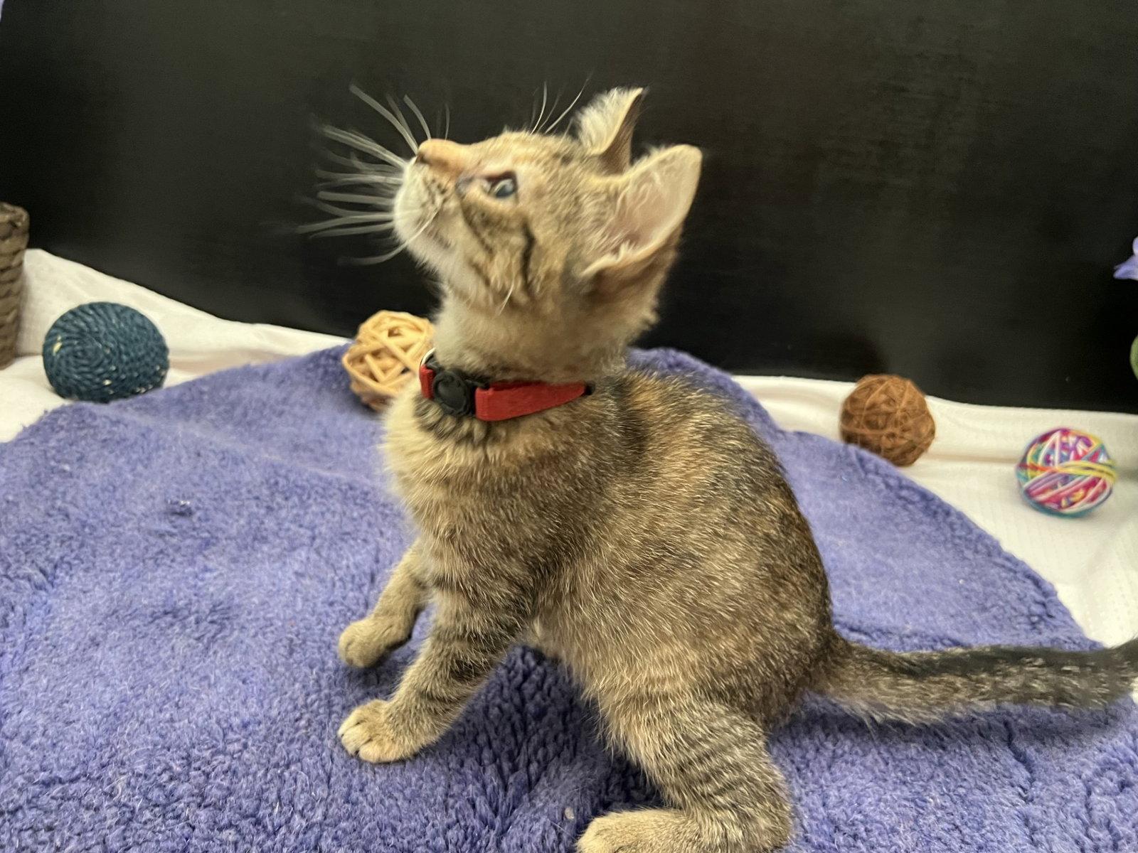 Enlarge Sweet Pea, a Adoptable mixed breed in Fayetteville, GA image 2/3