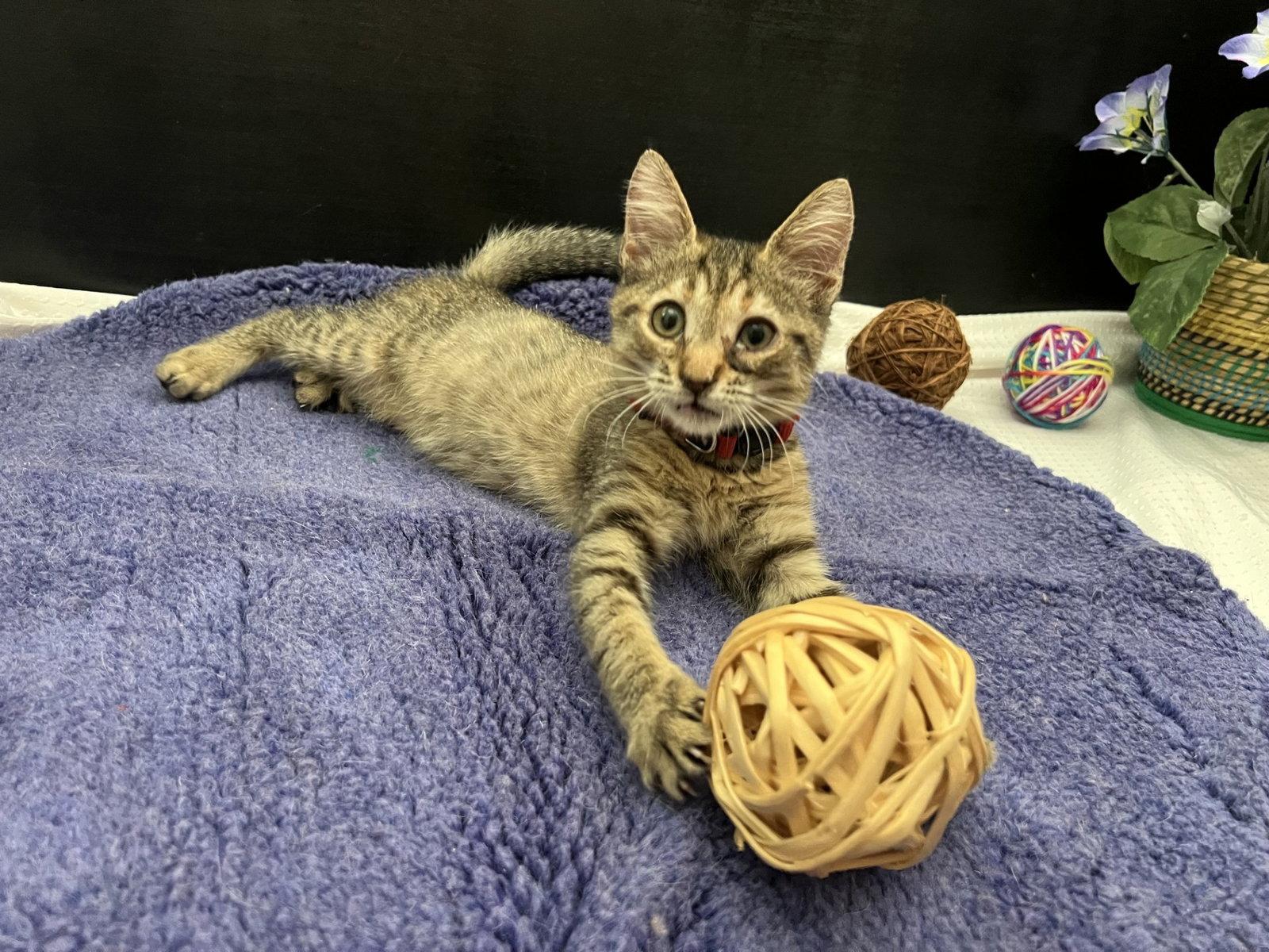 Enlarge Sweet Pea, a Adoptable mixed breed in Fayetteville, GA image 3/3