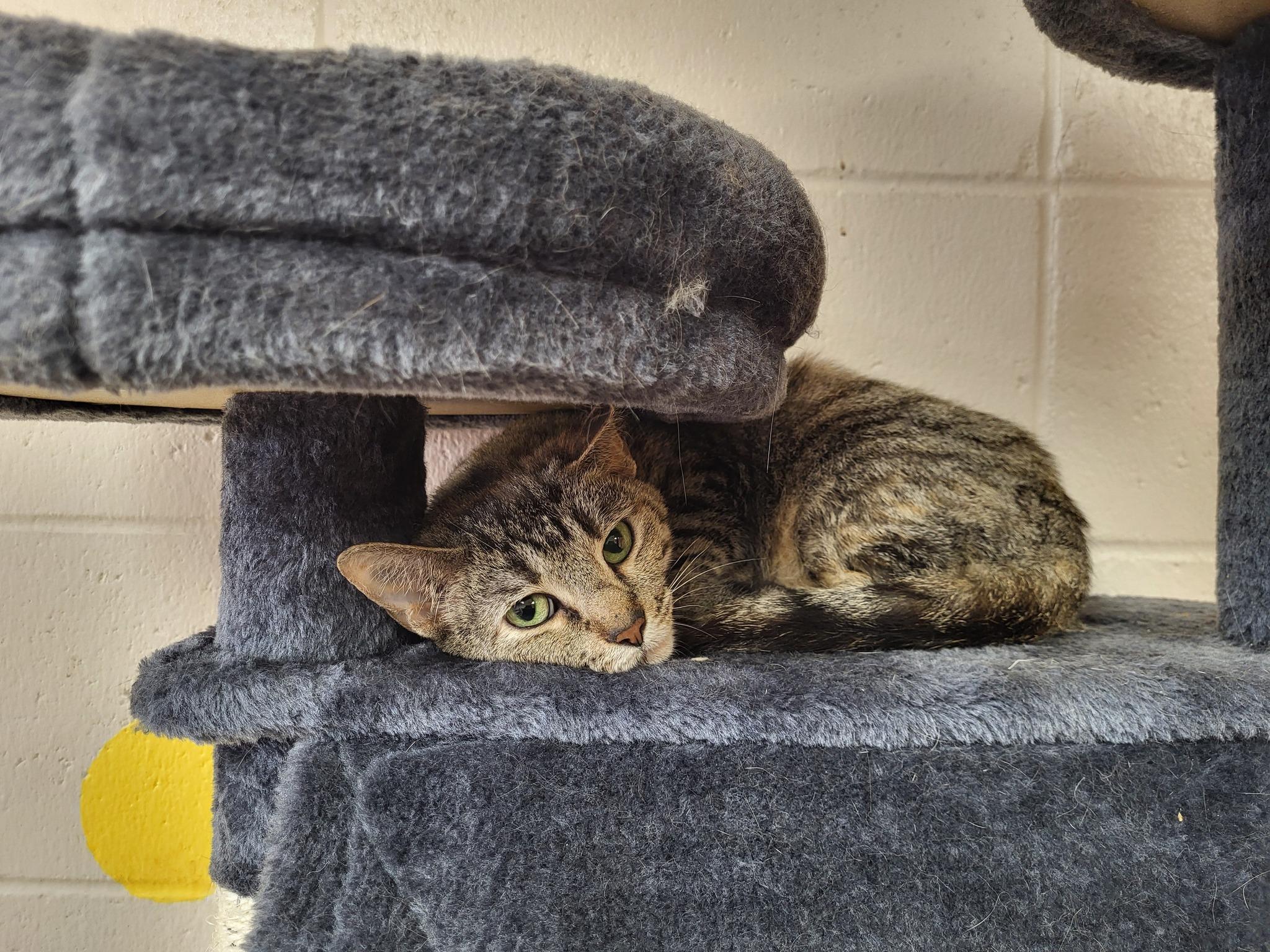 Enlarge Wave, a Adoptable Domestic Short Hair in Chilton, WI image 3/5
