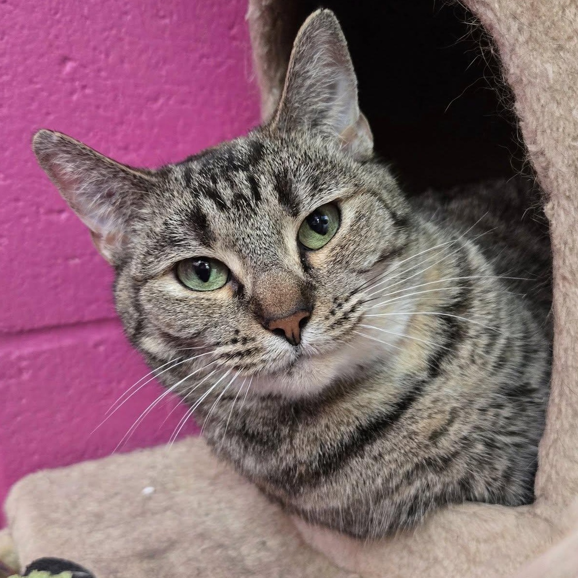 Enlarge Wave, a Adoptable Domestic Short Hair in Chilton, WI image 2/5