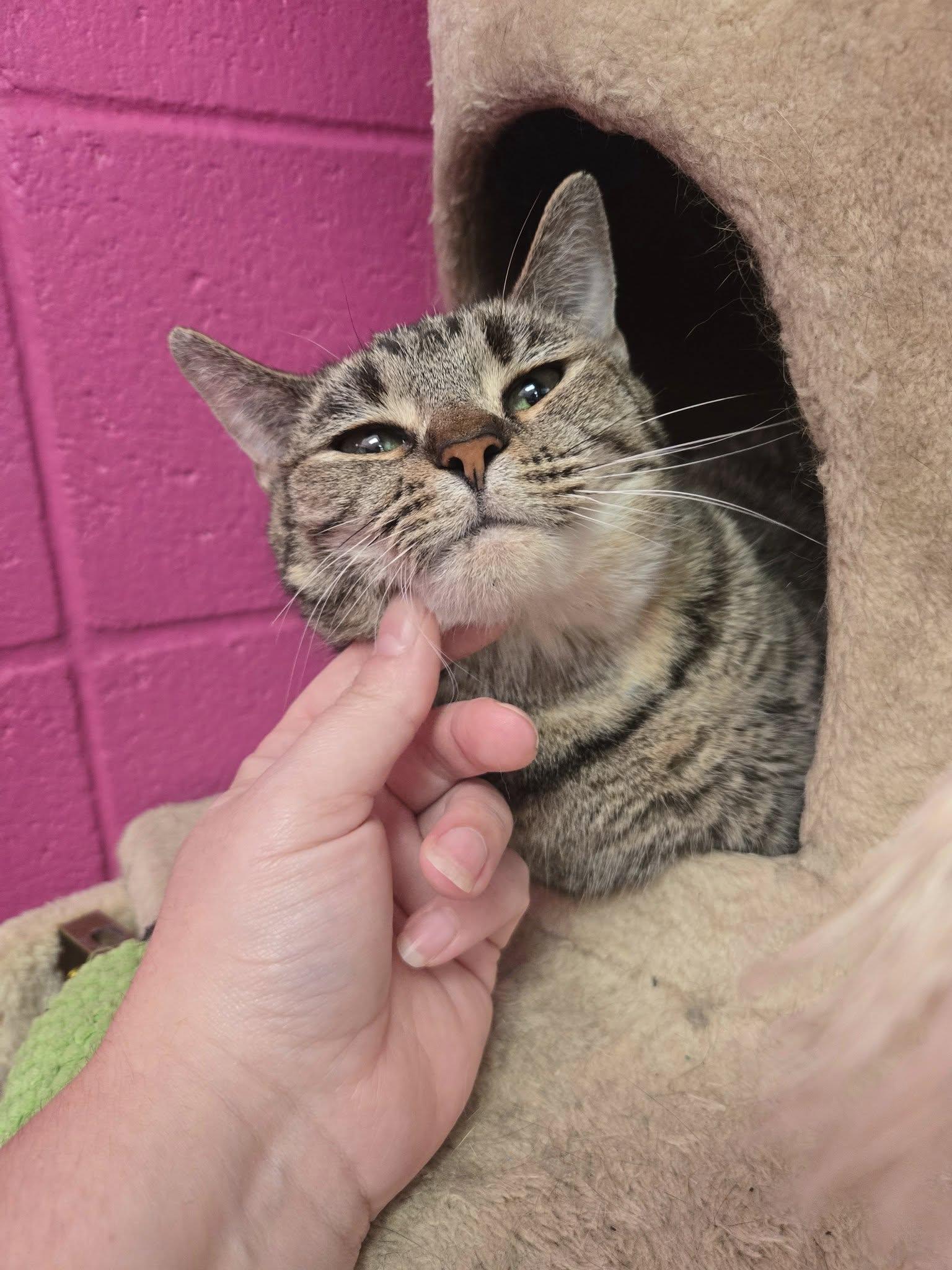 Enlarge Wave, a Adoptable Domestic Short Hair in Chilton, WI image 4/5