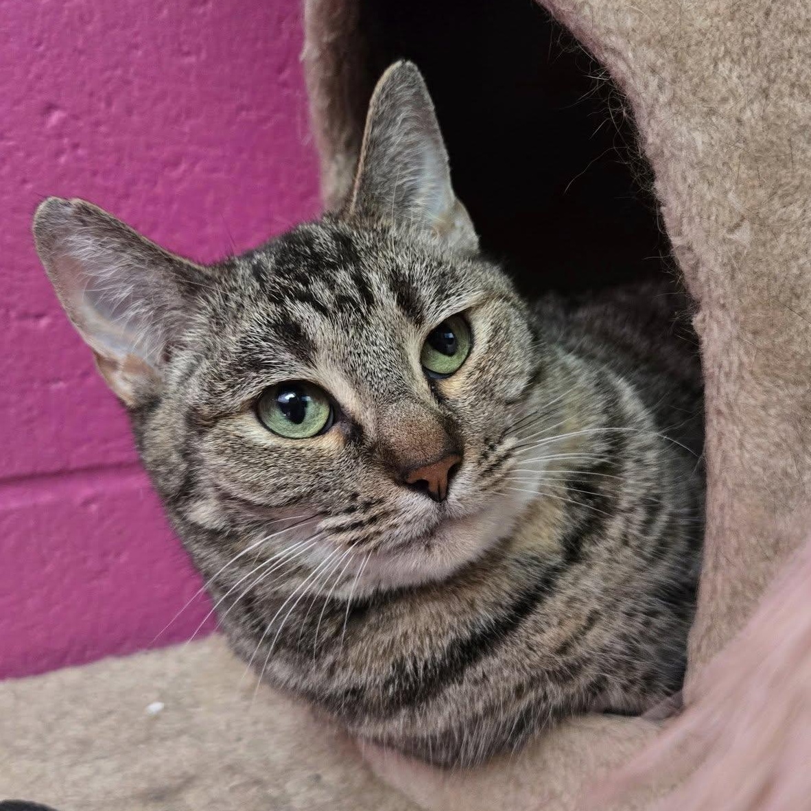 Enlarge Wave, a Adoptable Domestic Short Hair in Chilton, WI image 1/5