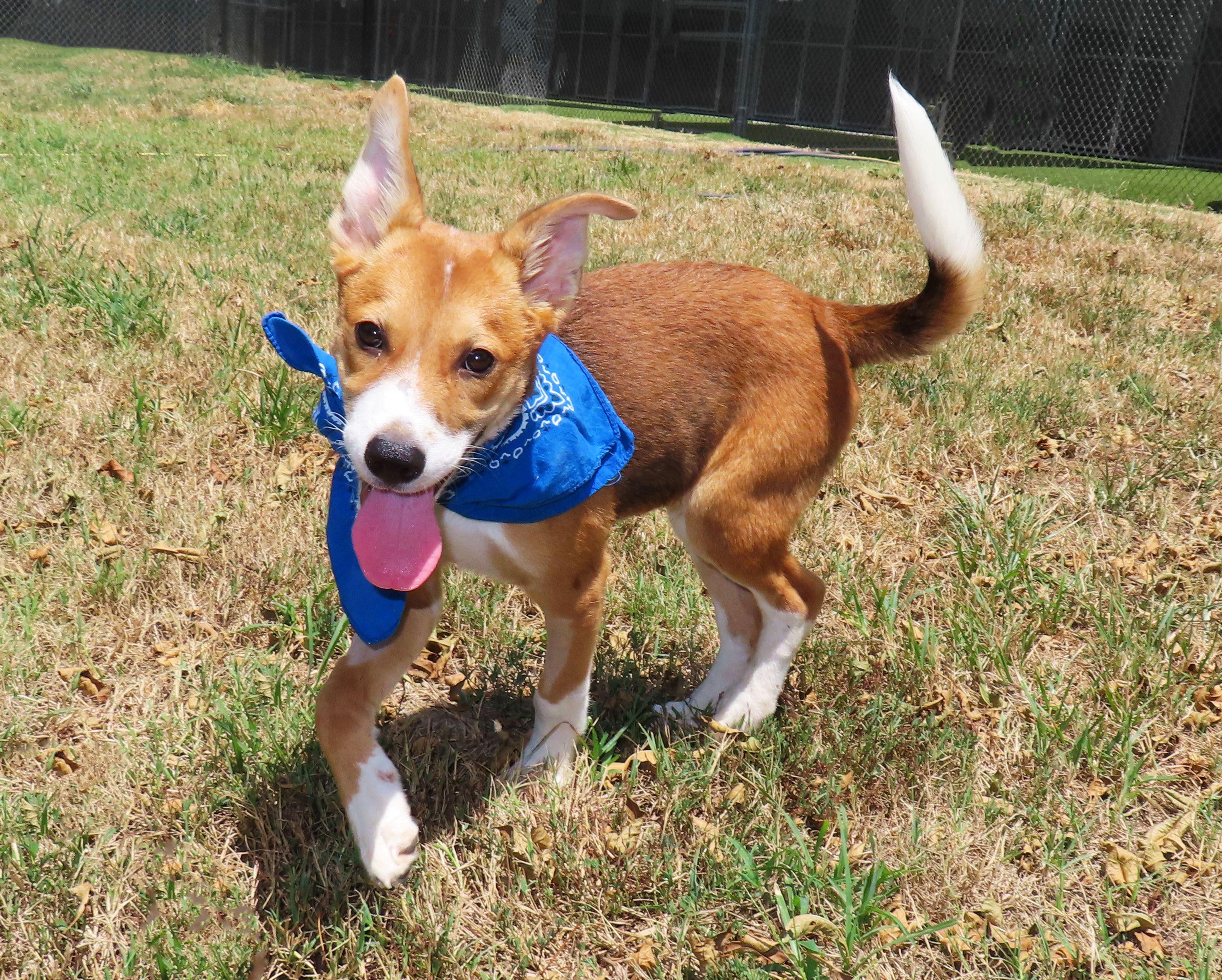 Enlarge Ernie 26C-180A, a Adopted mixed breed in Rogers, AR image 4/5