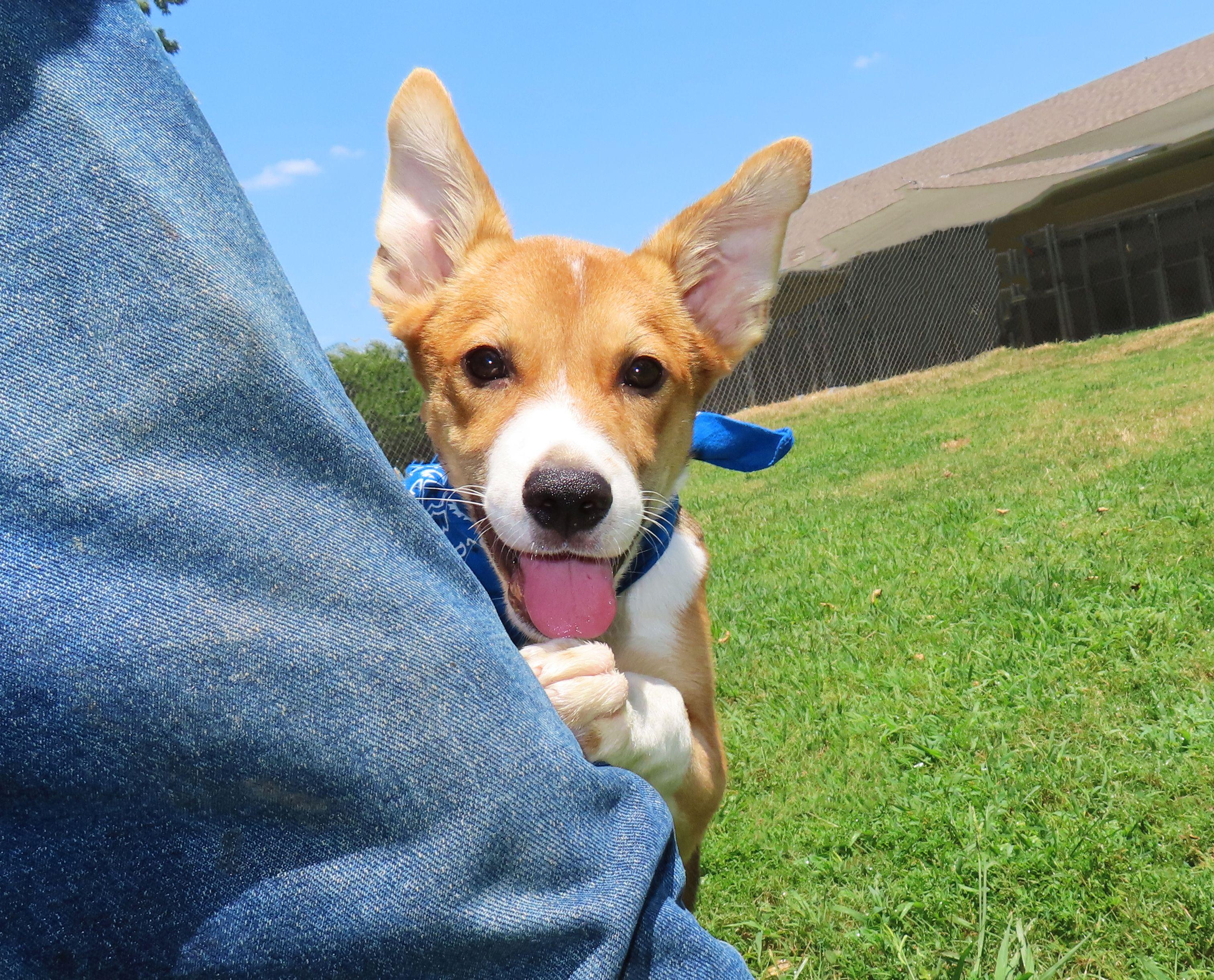 Enlarge Ernie 26C-180A, a Adopted mixed breed in Rogers, AR image 3/5